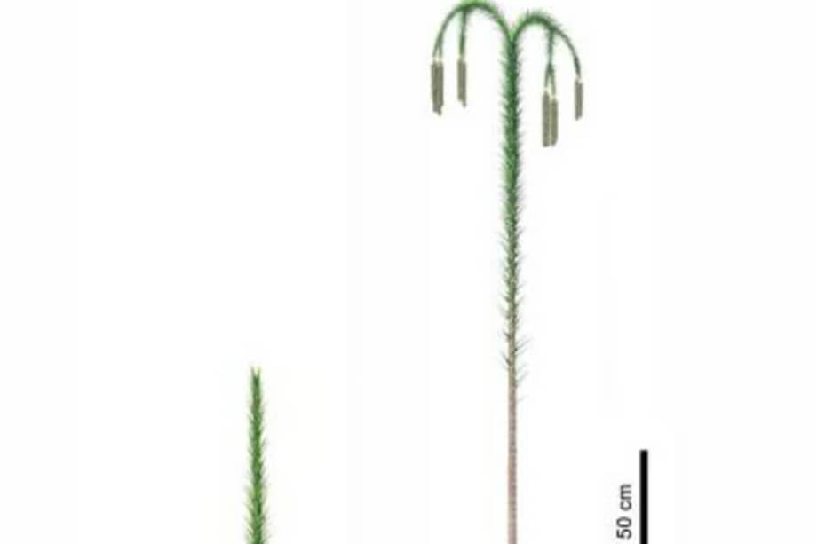 Ilustración de una de las plantas del bosque descubierto en Asia. / Agencia SINC