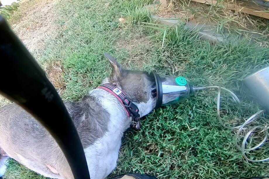 Esta es Maya, la canina que salvó a su tutora.