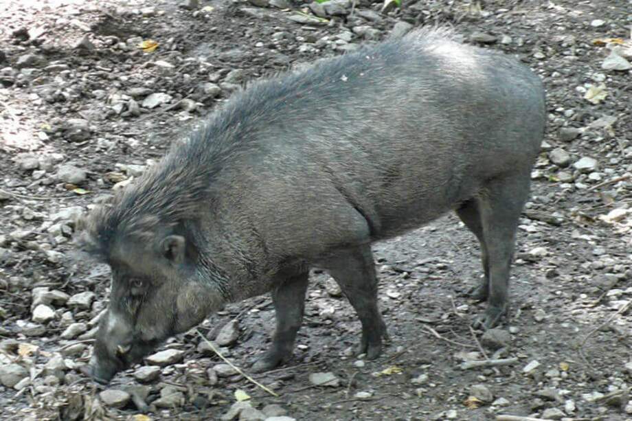 Los autores no saben si este comportamiento es característico de los individuos salvajes de esta especie. / Wikimedia Commons