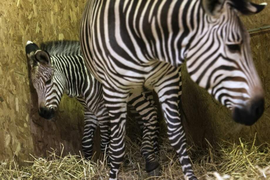 ¡Nació un cebrasno! Inusual animal atrae a curiosos en Florencia