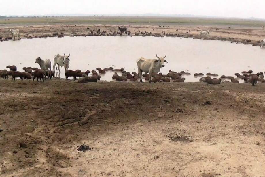 Imagen de referencia. / Cortesía Las Chivas del Llano.