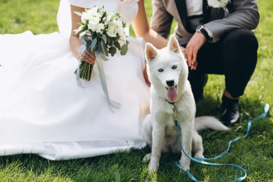 Las mascotas figuran como testigos dentro del certificado de bodas.