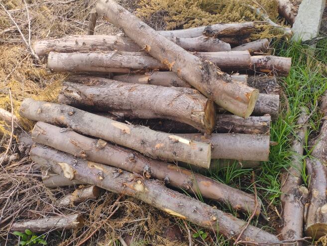 Бревна кипариса, подготовленные к переработке