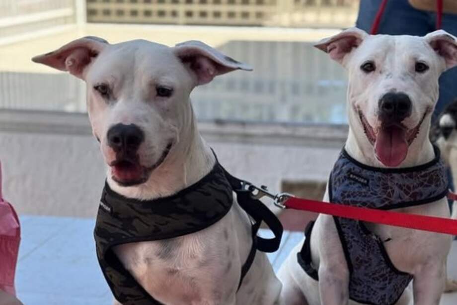 Timón y Pumba son dos hermanos inseparables.