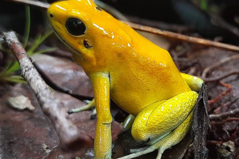 La Phyllobates terribilis, o rana dorada, es venenosa, endémica, y se encuentra en peligro de extinción según los listados de la UICN.