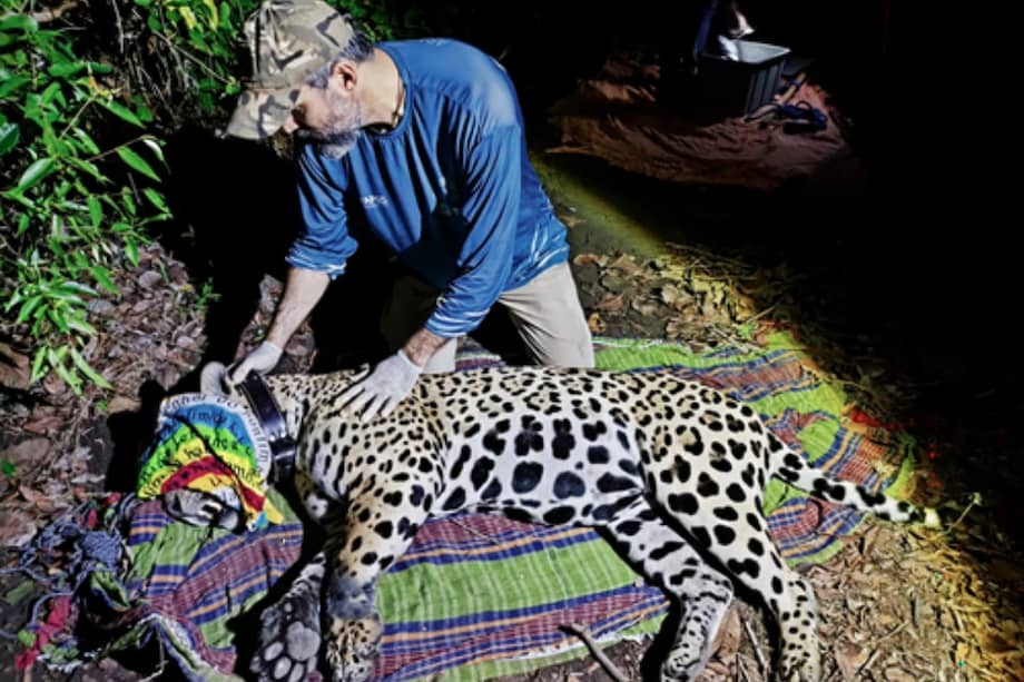Al jaguar, Gaspar, de ocho años, le pusieron un collar GPS para localizarlo.