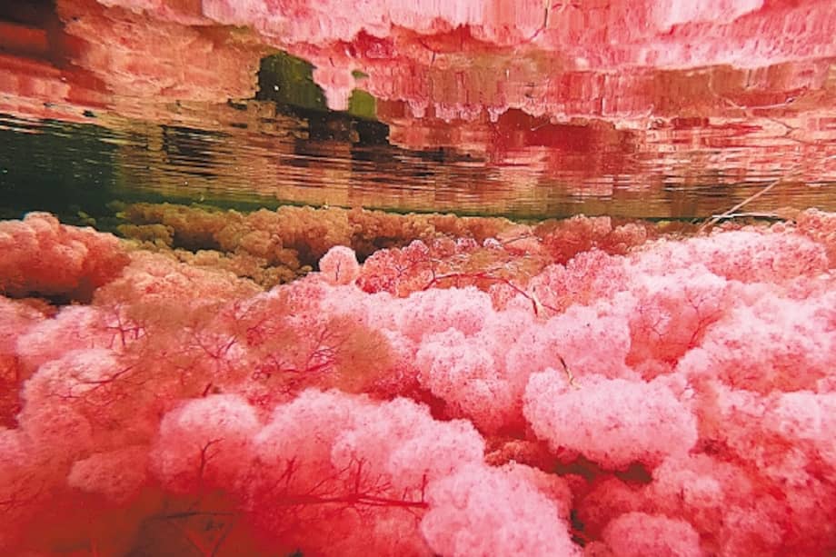 La administración local espera recibir a 14.000 visitantes este año. / Iván Muñoz - El Espectador