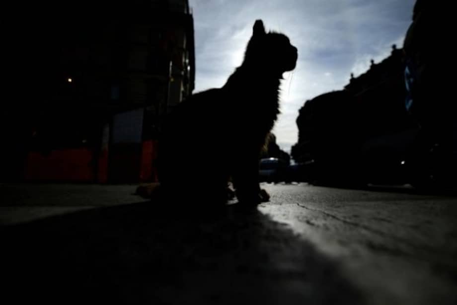 La carne de gato entra en el menú de la gastronomía vietnamita