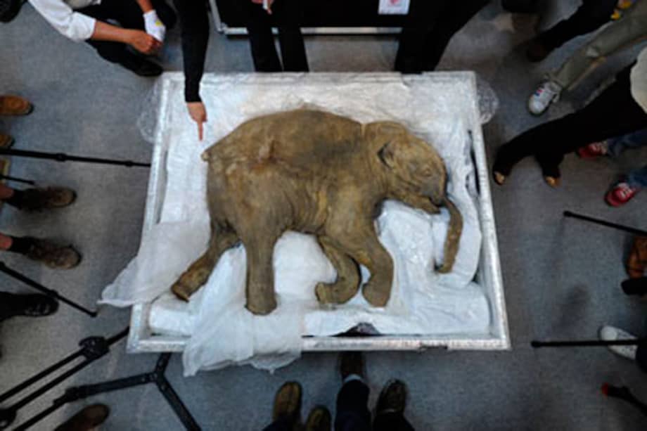 Polémico científico surcoreano busca clonar un mamut