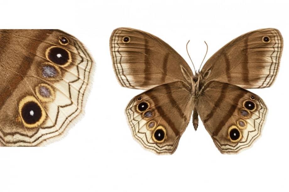 La nueva especie, que los investigadores bautizaron como Magneuptychia pax, que quiere decir paz en latín, podría ser endémica de la Amazonia oriental, lo que significa que se encuentra solamente en esta región compartida por Perú, Colombia y Ecuador. / Natural History Museum