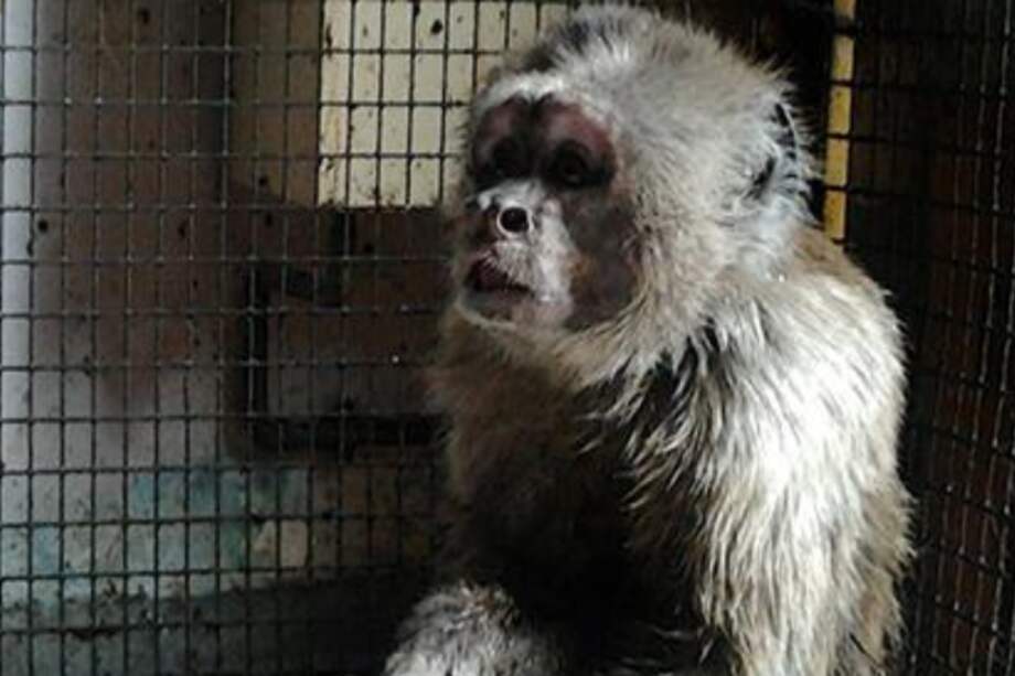 Paralelamente, se logró el decomiso de una perrita recientemente adquirida por la propietaria del mono, que nunca salía a la calle.