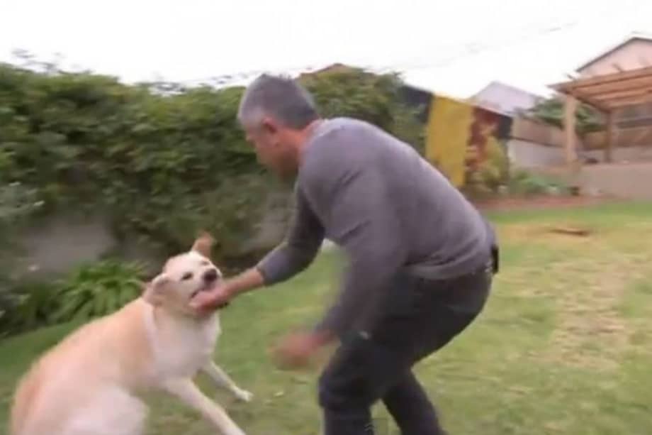 El perro que no se dejó encantar de Cesar Millán