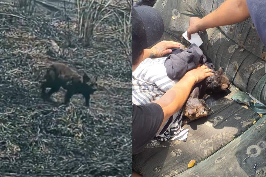 Tres gatos fueron hallados sin vida y otros tres fueron rescatados de las llamas.