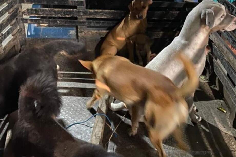 Estos son los perros callejeros que desaparecieron en Alcalá.