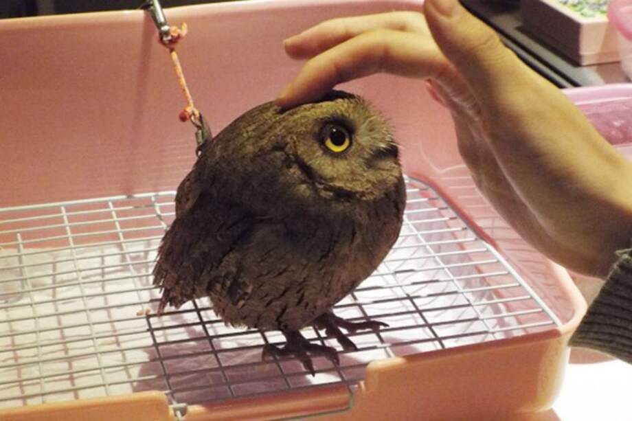 Foto tomada de http://www.japonpop.com/