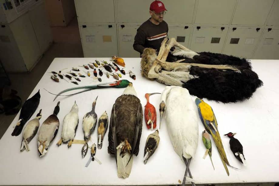 Museo de Historia Natural de Washington, CARLA SCHAFFER