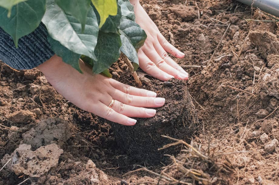 No existe un momento exacto que funcione para todas las plantas.
