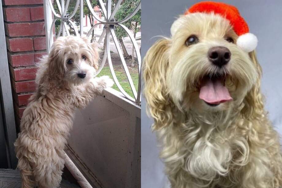 Antonela es una perrita tipo french poodle, de color beige claro y pelaje ondulado.