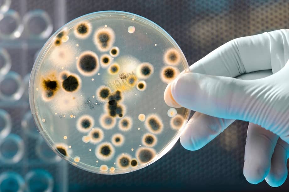 Veintinueve de los 30 pacientes infectados con la bacteria “C. difficile” se recuperaron con el tratamiento basado en trasplante de heces fecales. / iStock