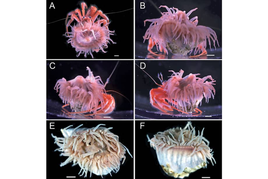 Aún no está claro si la anémona y el cangrejo ermitaño se necesitan mutuamente para sobrevivir.