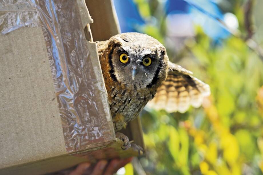 Los salvadores invisibles de animales