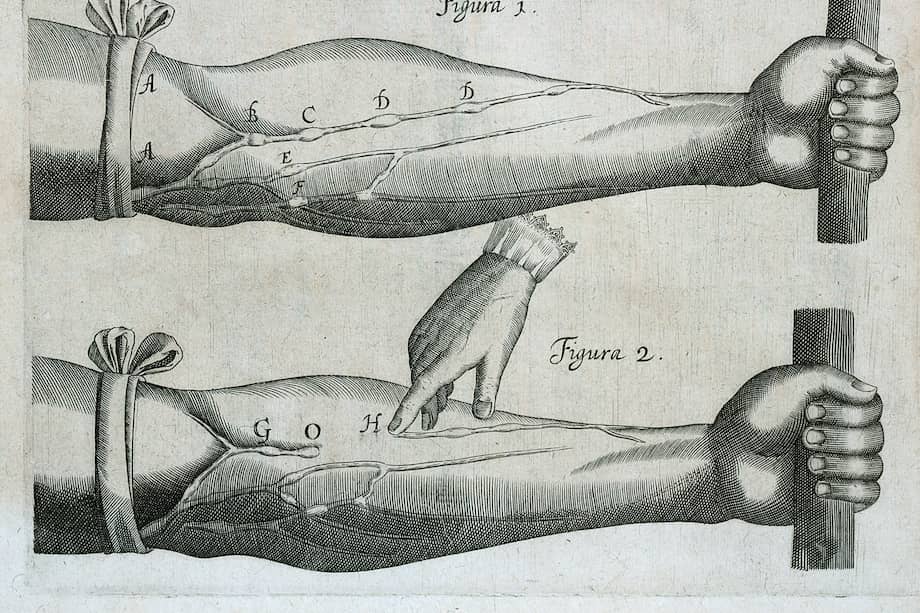 Experimento de William Harvey en su Exercitatio “Anatomica de Motu Cordis et Sanguinis in Animalibus”, 1628.