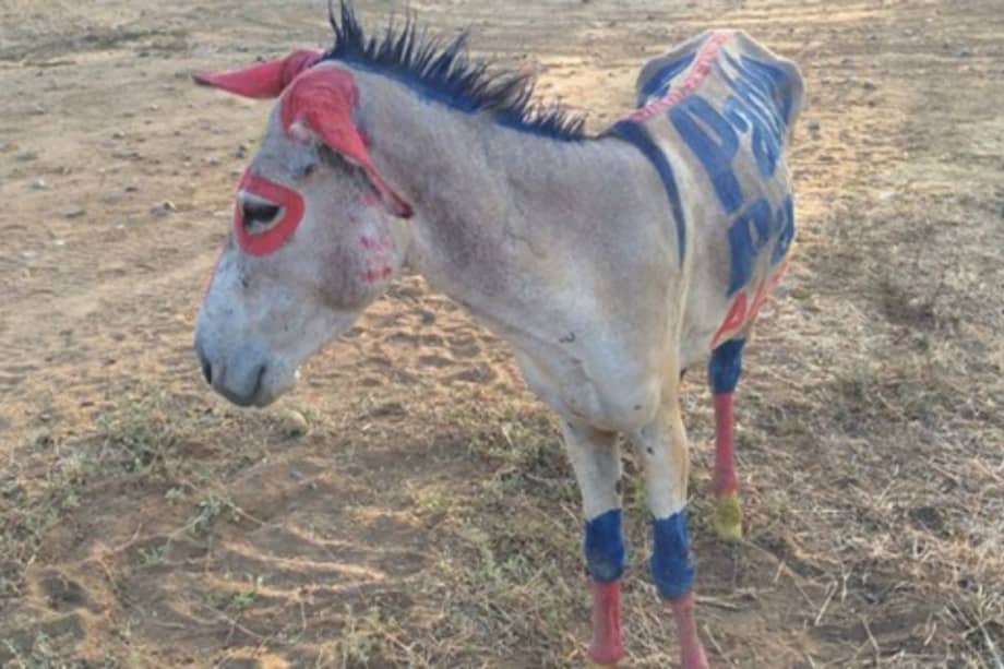 Indignación en La Guajira por burro que fue utilizado como valla publicitaria