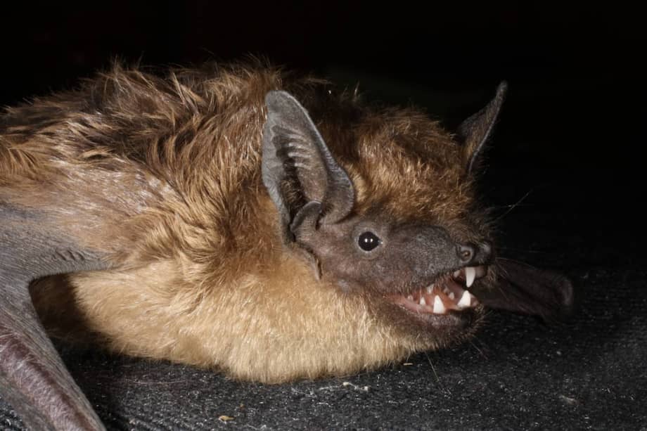 Imagen de un murciélago serotino ("Eptesicus serotinus").