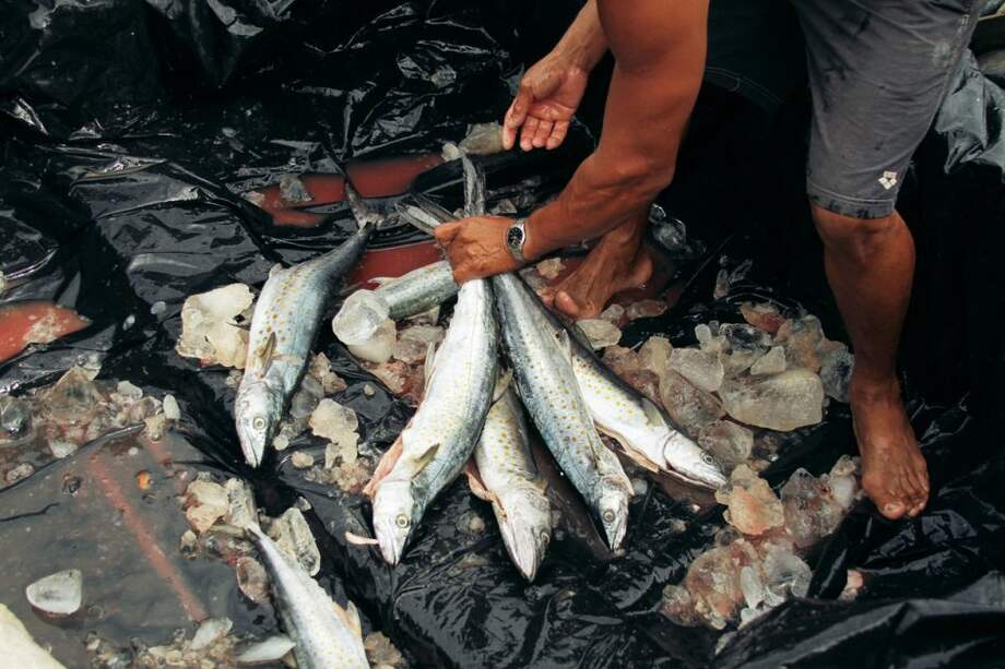 Investigan mortandad de peces en el río Cali