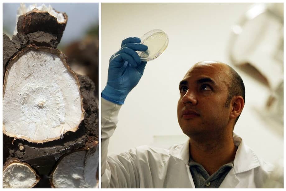 Bacterias de la yuca, útiles contra el cianuro