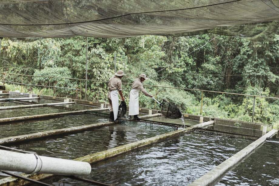 La pesca y la acuicultura repuntaron 22,1 %, lejos de la segunda actividad que más creció en el sector agropecuario.