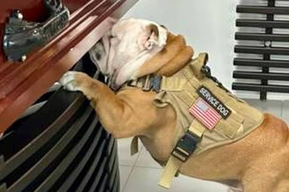 El joven murió en medio del robo de su carro y su mamá decidió llevar a su mascota al sepelio.