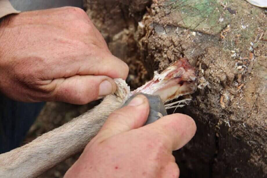 las comunidades humanas del periodo prehistórico eran capaces de guardar los huesos de los animales cazados durante semanas para procesarlos y consumirlos de manera retardada, según investigadores. / Agencia Sinc
