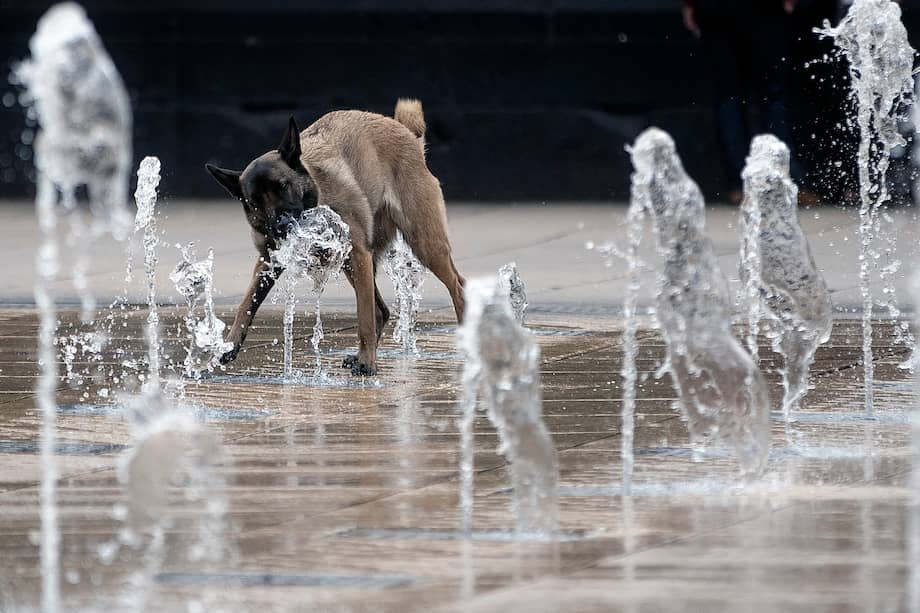 Imagen de referencia. Investigadores han señalado que que es más probable que los perros muerdan a las personas en días calurosos, soleados y con smog.