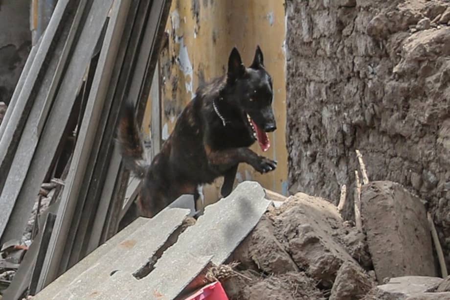 El oficial canino sirvió durante diez años en labores de búsqueda y rescate.