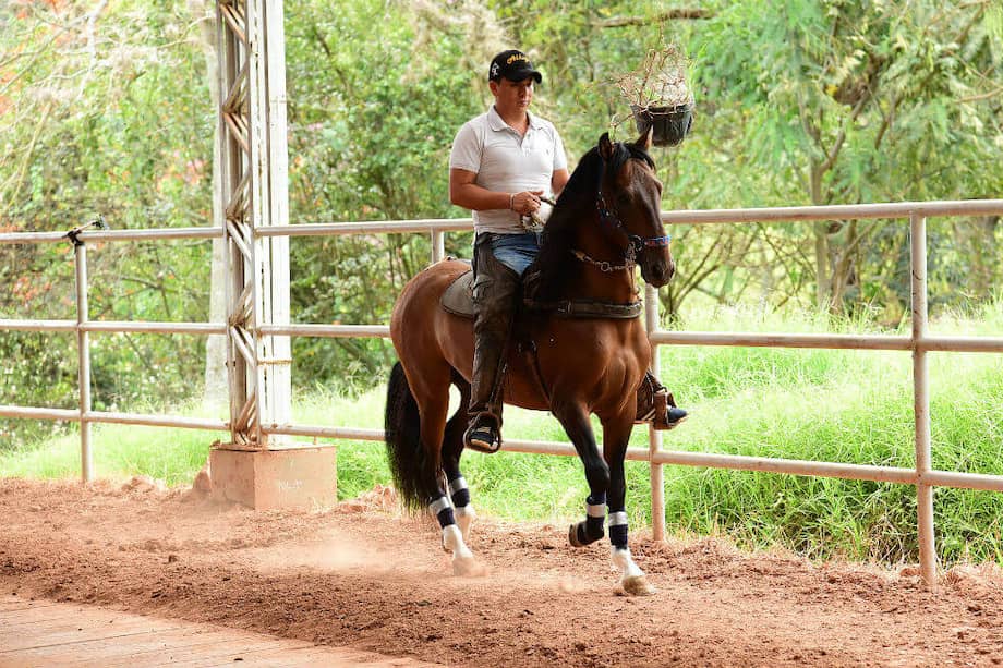 Para su investigación, Miguel Adriano Novoa Bravo doctor en Ciencias - Biología de la UN, analizó 198 secuencias de ADN mitocondrial de caballos criollos colombianos. / Miguel Adriano Novoa Bravo