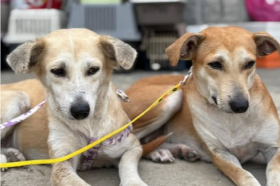 La esterilización es una de las principales estrategias para reducir el abandono animal.