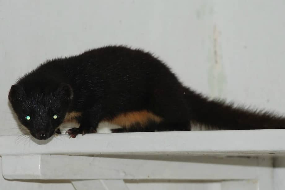 Imagen de la comadreja colombiana (“Mustela felipei”). / Juan Manuel de Roux – Colombia.inaturalist.org