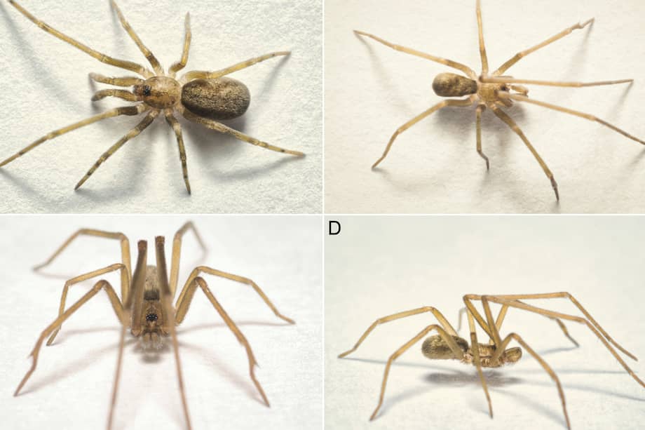 Hembra de la especie Pikelinia floydmuraria, hallada en Tolima.