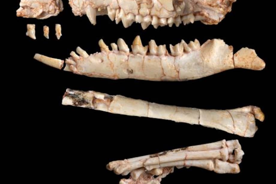 Se estima que el fósil estudiado corresponde a un mamífero que medía entre 15 y 18 centímetros de la cabeza a la cola y que vivió hace unos 80 millones de años, en la época de los dinosaurios.