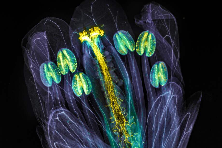 La imagen ganadora con la planta Arabidopsis thaliana. Se observan los tubos polínicos que crecen a través del pistilo. / Jan Martinek (República Checa).