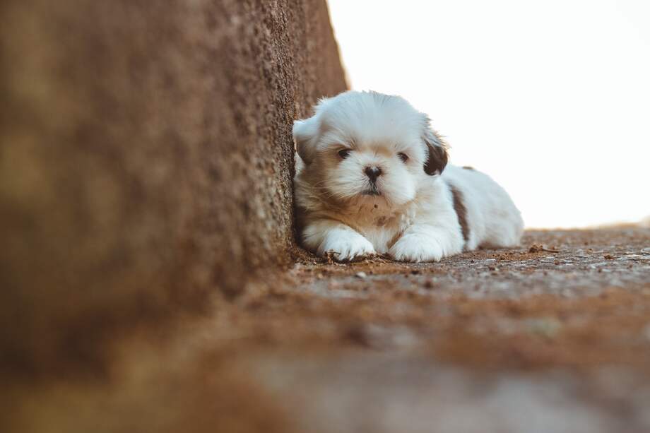 Estos tipos de perros son muy cariñosos e inteligentes y necesitan una atención constante por parte de sus dueños.