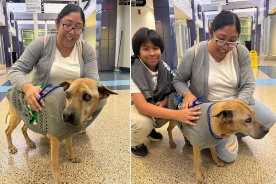 Según informaron medios locales, la dueña de Buttercup llegó a pensar que había fallecido.