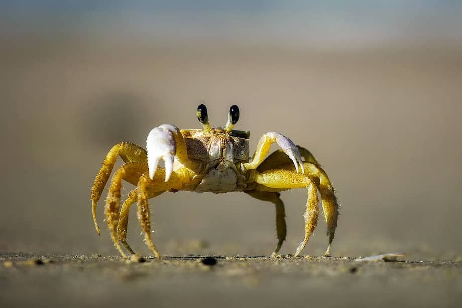 La presencia del crustáceo en la pista -del tipo Ucides cordatus- se debe a que el aeropuerto está en cercanías de un manglar y ésta es época reproductiva de los cangrejos. /Imagen de referencia