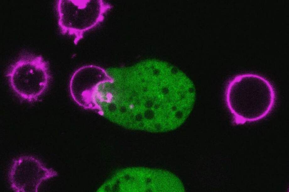 Una instantánea del video tomado con microscopio y que muestra cómo la ameba 'Entamoeba histolytica' (verde) devora células humanas (rosa)