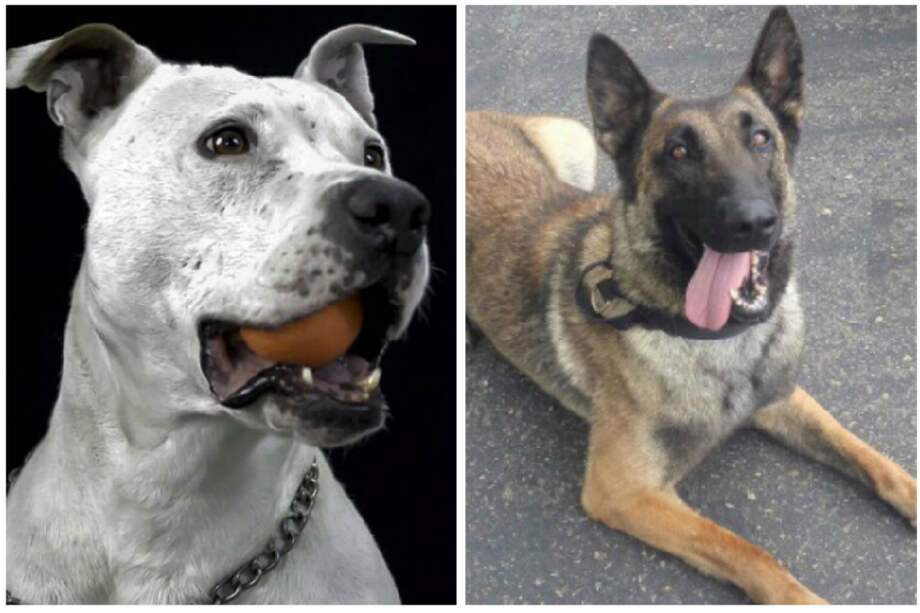 Max y Una. / Bomberos de Bogotá