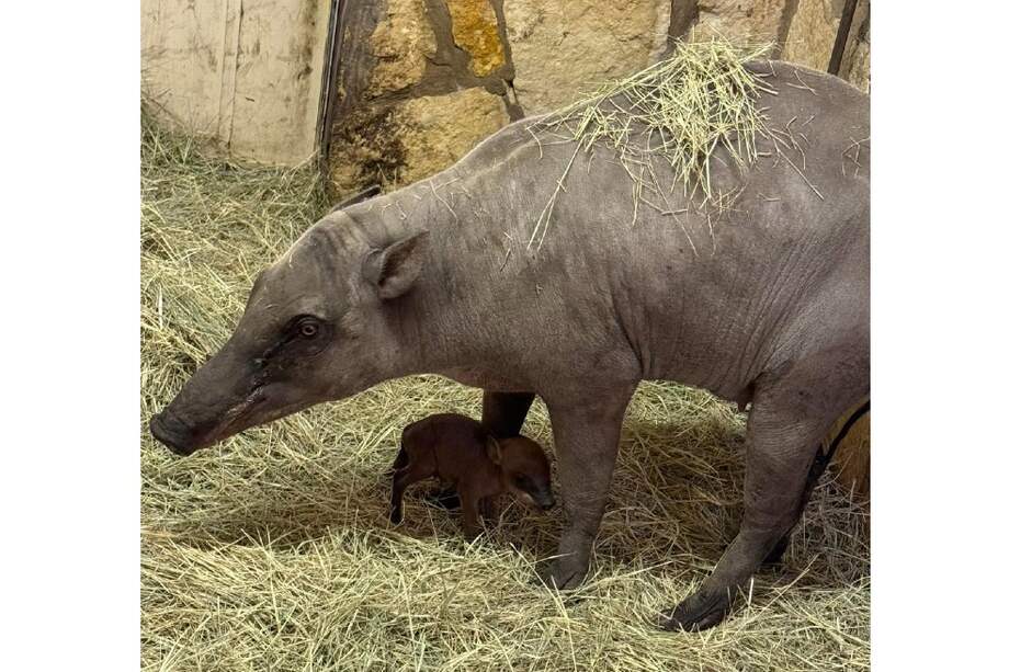 Sula y su bebé en el Zoológico de San Antonio, ubicado en Estados Unidos.