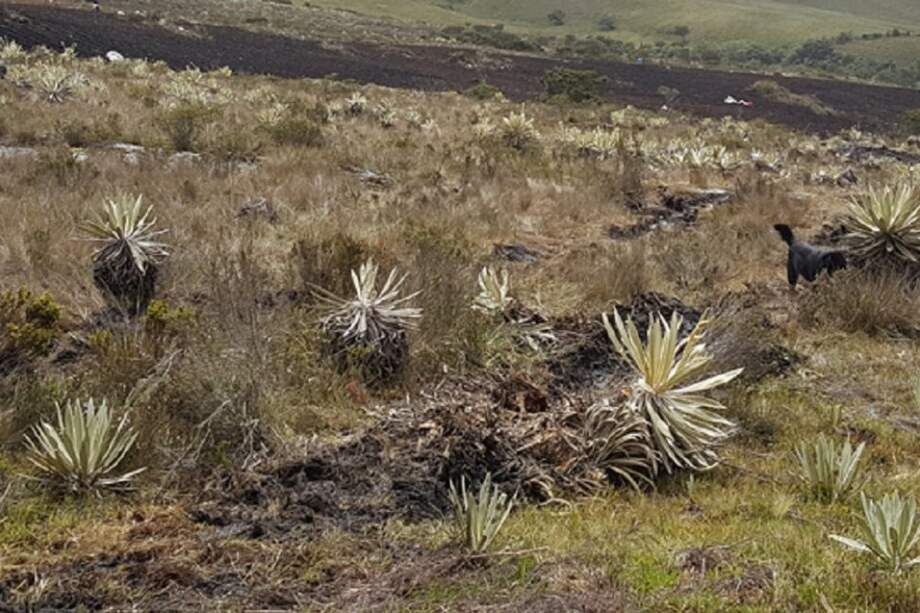 Un frailejón crece aproximadamente un centímetro por año / Cortesía CAR
