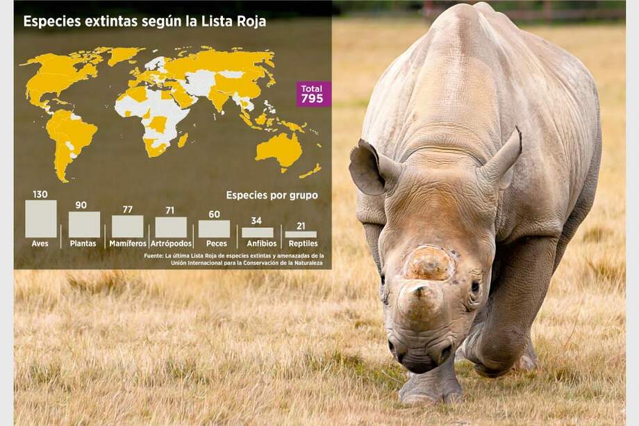 El rinoceronte negro no está extinto