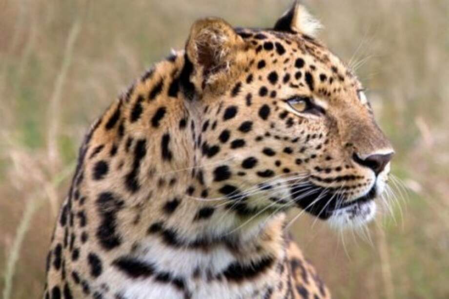 Los animales salvajes se redujeron a la mitad en 40 años